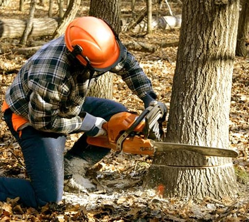 Tree Removal in Liverpool, PA